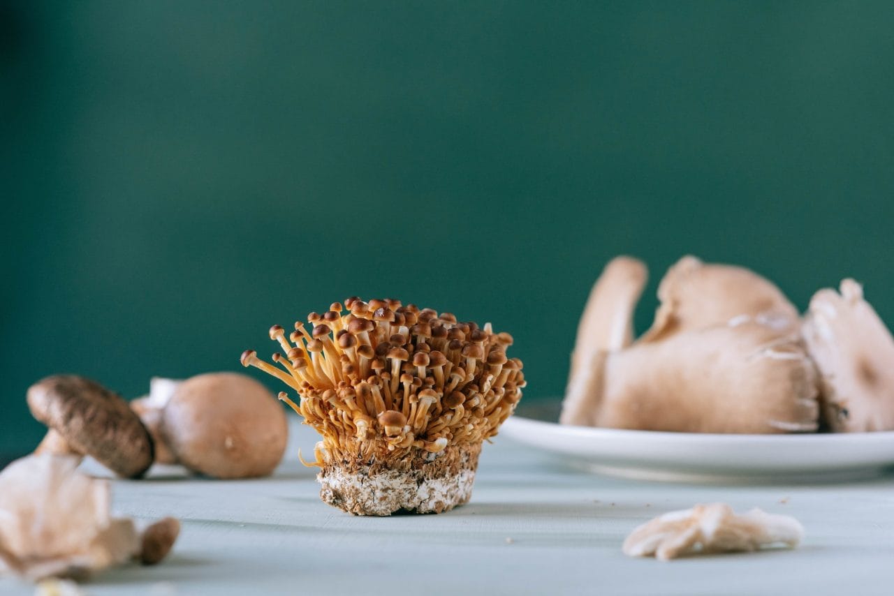 Purchase Magic Mushrooms for Alleviation of PTSD Symptoms