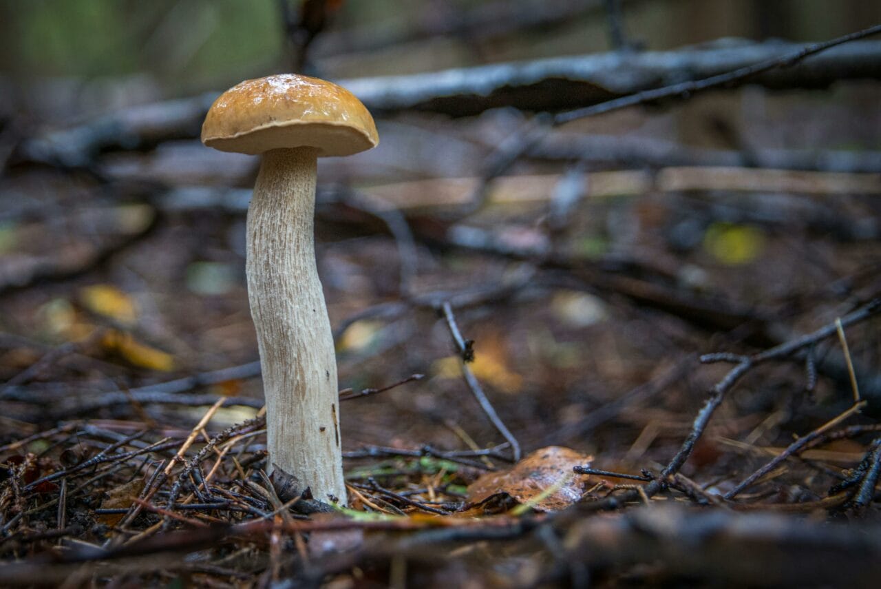 Recent Studies on Psychedelic Mushrooms Indicate Prolonged Brain Activity Alteration Could Benefit Mental Wellness